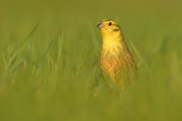 Strnad obecny - Emberiza citrinella - Yellowhammer 1508
